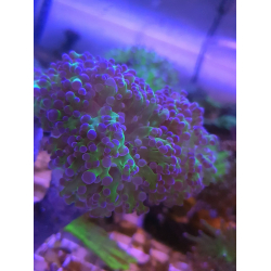 Euphyllia paradivisa